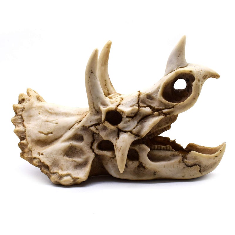 SHTWX Resin Dinosaur Skeleton Triceratops Imitation Skull Model Home Office Display Decorative Decoration 7x4.7x4 Inch - Image 2
